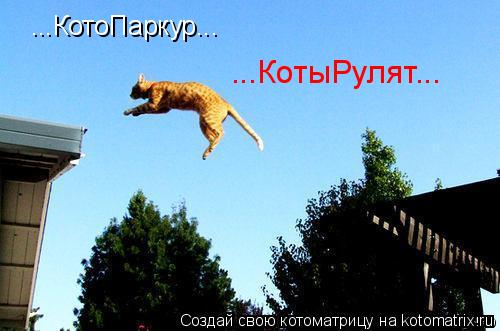 ...КотыРулят... ...КотоПаркур...... Котоматрица: ...КотыРулят... ...КотоПаркур...