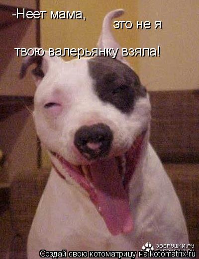 -Неет мама, это не я твою валерьянку взяла!... Котоматрица: -Неет мама, это не я твою валерьянку взяла!
