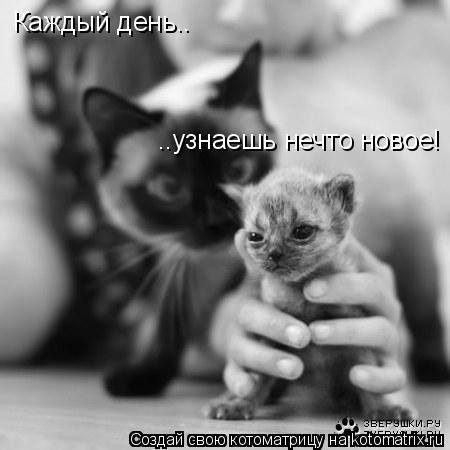 Каждый день.. ..узнаешь нечто новое!... Котоматрица: Каждый день.. ..узнаешь нечто новое!