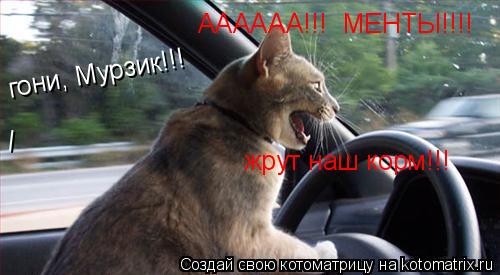 / гони, Мурзик!!! АААААА!!! МЕНТЫ!!!! жрут наш корм!!!... Котоматрица: / гони, Мурзик!!! АААААА!!! МЕНТЫ!!!! жрут наш корм!!!