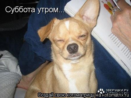 Суббота утром...... Котоматрица: Суббота утром...