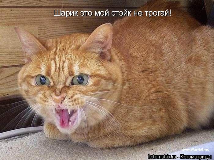 Шарик это мой стэйк не трогай!... Котоматрица: Шарик это мой стэйк не трогай!