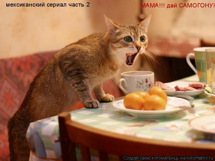 мексиканский сериал часть 2 МАМА!!! дай САМОГОНУ!!!... Котоматрица: мексиканский сериал часть 2 МАМА!!! дай САМОГОНУ!!!