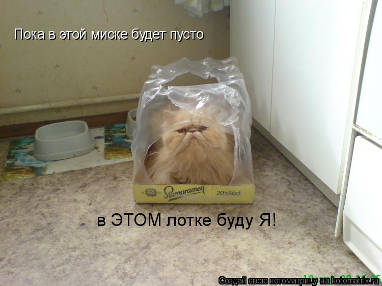 Пока в этой миске будет пусто в ЭТОМ лотке буду Я!... Котоматрица: Пока в этой миске будет пусто в ЭТОМ лотке буду Я!