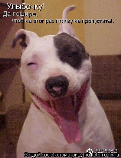 Улыбочку! Да пошире, чтоб на этот раз птичку не пропустить!..... Котоматрица: Улыбочку! Да пошире, чтоб на этот раз птичку не пропустить!..