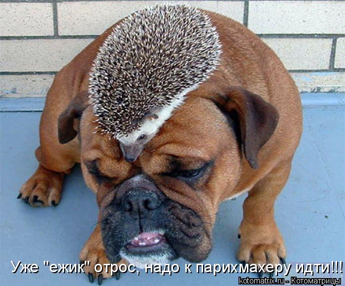 Уже "ежик" отрос, надо к парихмахеру идти!!!... Котоматрица: Уже "ежик" отрос, надо к парихмахеру идти!!!