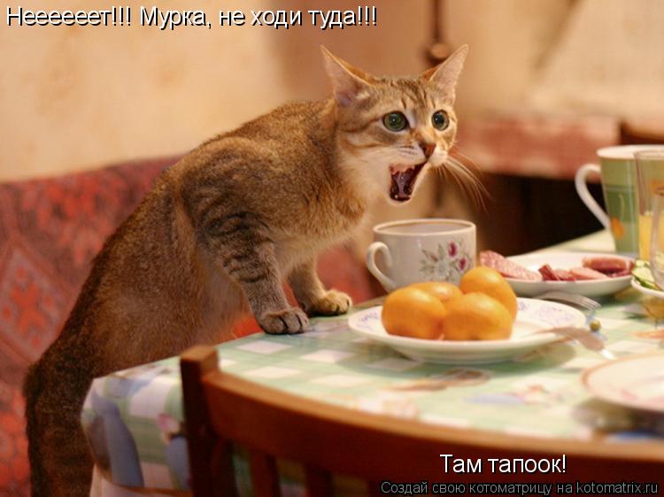 Неееееет!!! Мурка, не ходи туда!!! Там тапоок!... Котоматрица: Неееееет!!! Мурка, не ходи туда!!! Там тапоок!