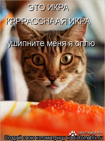 ЭТО ИКРА КРРРАССНААЯ ИКРА ушипните меня я сплю... Котоматрица: ЭТО ИКРА КРРРАССНААЯ ИКРА ушипните меня я сплю