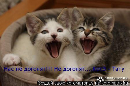 Нас не догонят!!! Не догонят....КотЭ - Тату... Котоматрица: Нас не догонят!!! Не догонят....КотЭ - Тату
