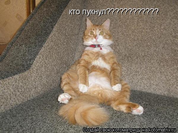 кто пукнул????????????... Котоматрица: кто пукнул????????????