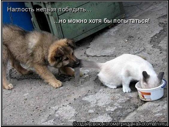 Наглость нельзя победить... ...но можно хотя бы попытаться!... Котоматрица: Наглость нельзя победить... ...но можно хотя бы попытаться!