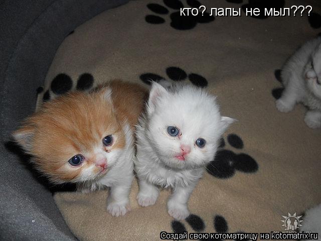 кто? лапы не мыл???... Котоматрица: кто? лапы не мыл???
