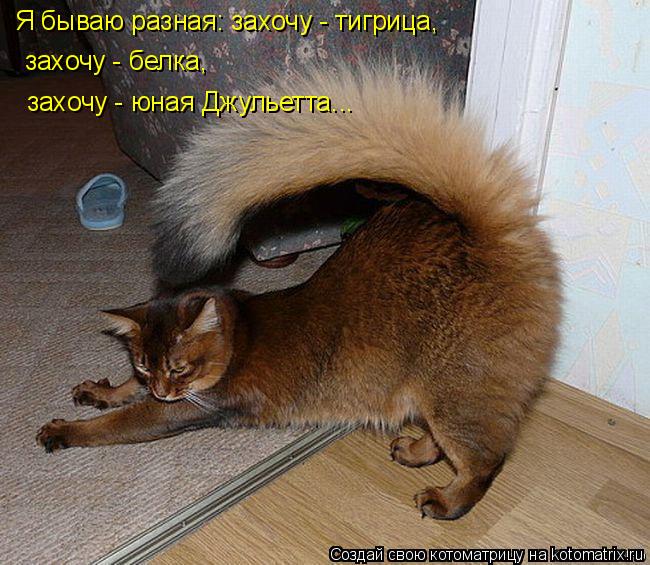 Я бываю разная: захочу - тигрица, захочу - белка, захочу - юная Джульетта...... Котоматрица: Я бываю разная: захочу - тигрица, захочу - белка, захочу - юная Джульетта...