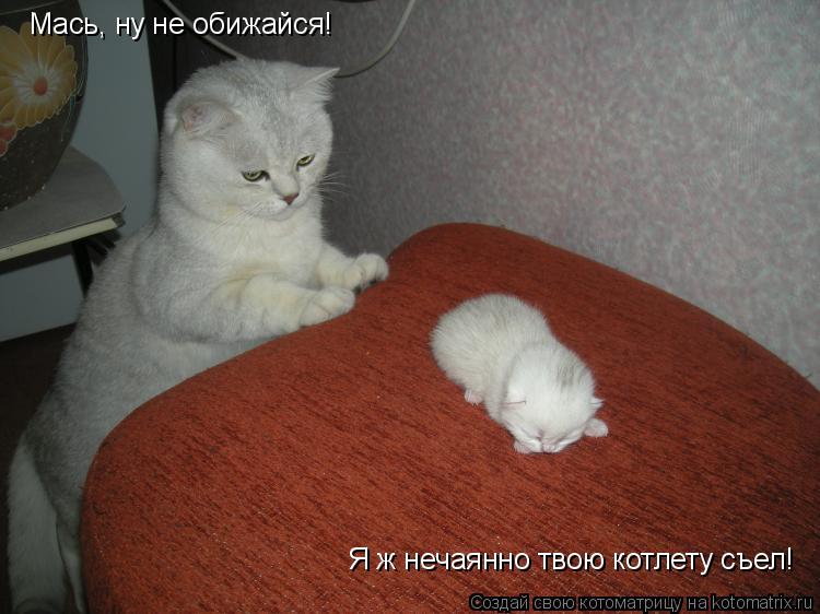 Мась, ну не обижайся! Я ж нечаянно твою котлету съел!... Котоматрица: Мась, ну не обижайся! Я ж нечаянно твою котлету съел!