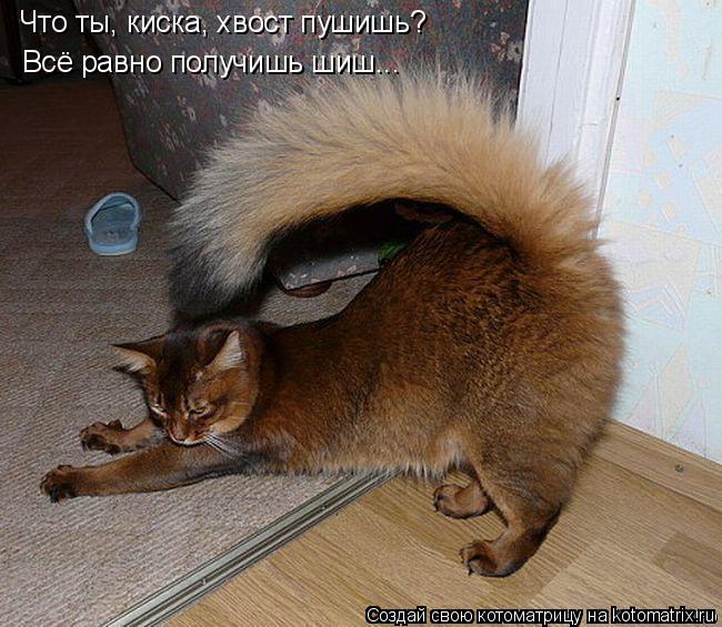 Что ты, киска, хвост пушишь? Всё равно получишь шиш...... Котоматрица: Что ты, киска, хвост пушишь? Всё равно получишь шиш...