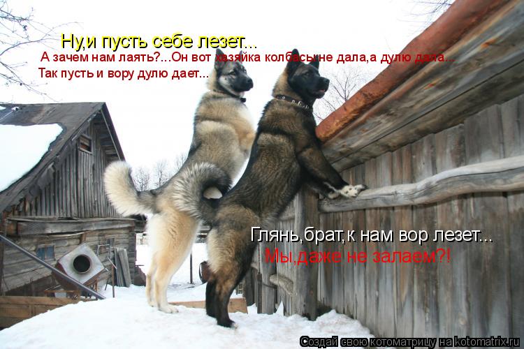Глянь,брат,к нам вор лезет... Ну,и пусть себе лезет... Мы,даже не залаем?! А зачем нам лаять?...Он во... Котоматрица: Глянь,брат,к нам вор лезет... Ну,и пусть себе лезет... Мы,даже не залаем?! А зачем нам лаять?...Он вот хазяйка колбасы не дала,а дулю дала... Так пус