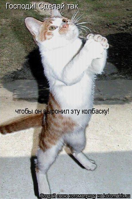 Господи! Сделай так, чтобы он выронил эту колбаску!... Котоматрица: Господи! Сделай так, чтобы он выронил эту колбаску!