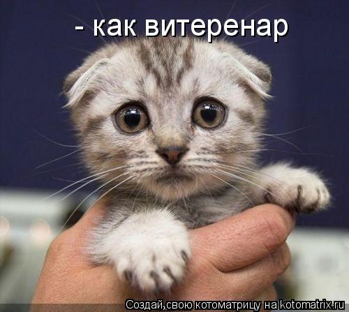 - как витеренар... Котоматрица: - как витеренар