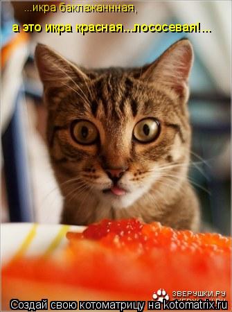а это икра красная...лососевая!... ...икра баклажаннная,... Котоматрица: а это икра красная...лососевая!... ...икра баклажаннная,