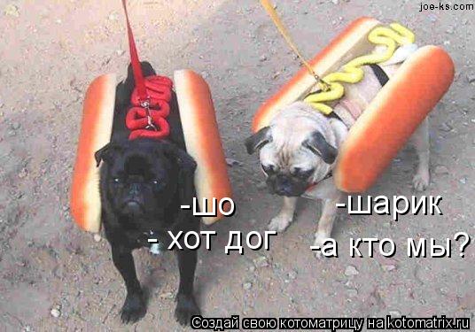 -шарик -шо -а кто мы? - хот дог... Котоматрица: -шарик -шо -а кто мы? - хот дог