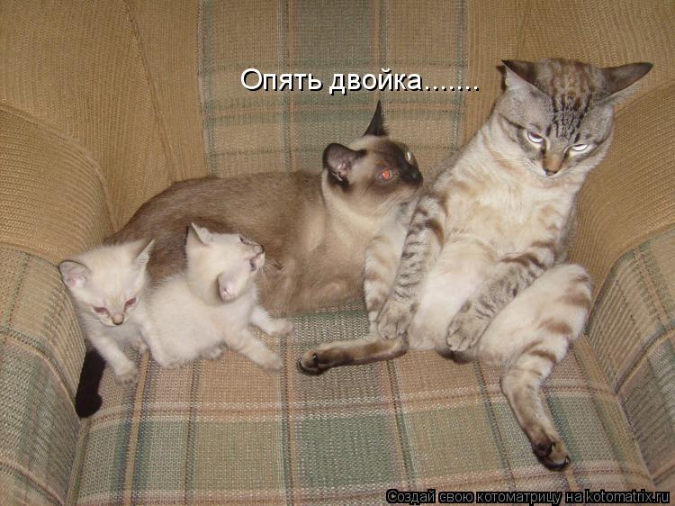 Опять двойка.......... Котоматрица: Опять двойка.......