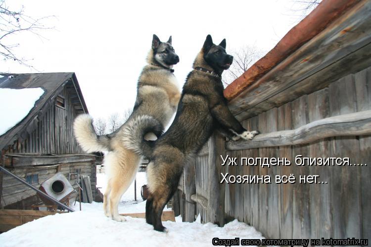 Уж полдень близится..... Хозяина всё нет...... Котоматрица: Уж полдень близится..... Хозяина всё нет...