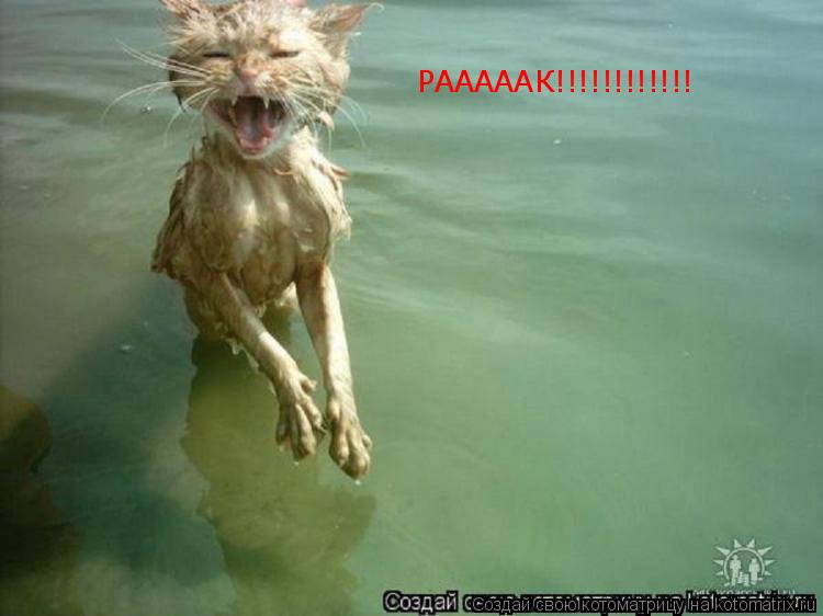 РАААААК!!!!!!!!!!!!... Котоматрица: РАААААК!!!!!!!!!!!!