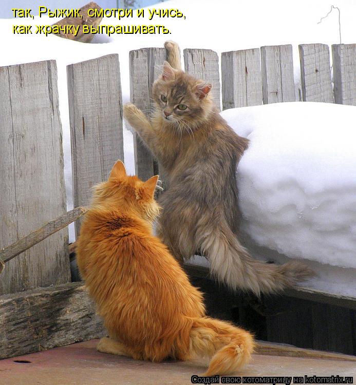 так, Рыжик, смотри и учись, как жрачку выпрашивать.... Котоматрица: так, Рыжик, смотри и учись, как жрачку выпрашивать.