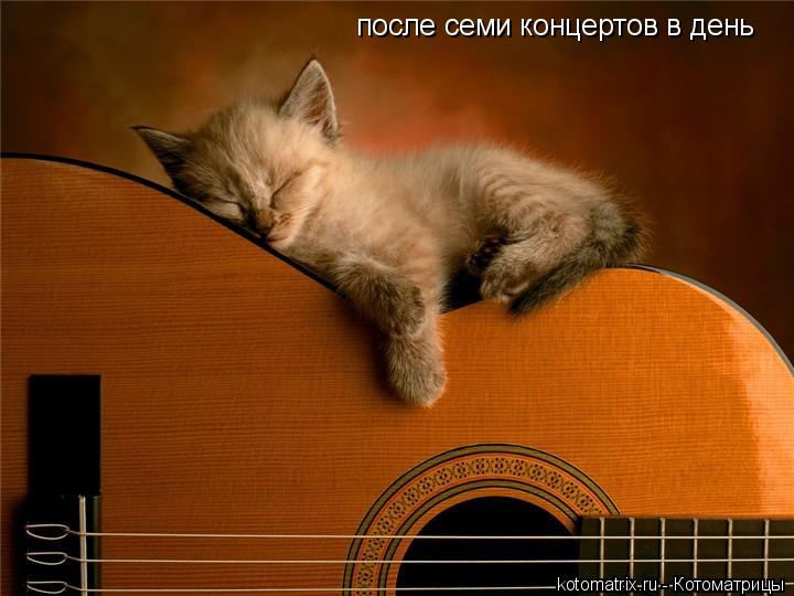 после семи концертов в день... Котоматрица: после семи концертов в день