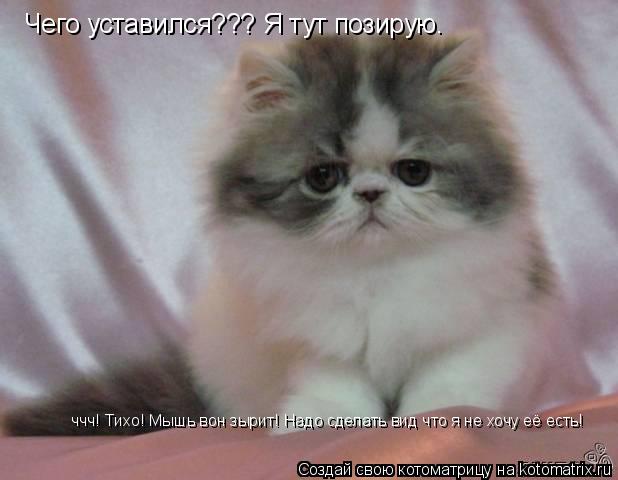 Чего уставился??? Я тут позирую. Чего уставился??? Я тут позирую. ччч! Тихо! Мышь вон зырит! Надо сде... Котоматрица: Чего уставился??? Я тут позирую. Чего уставился??? Я тут позирую. ччч! Тихо! Мышь вон зырит! Надо сделать вид что я не хочу её есть!