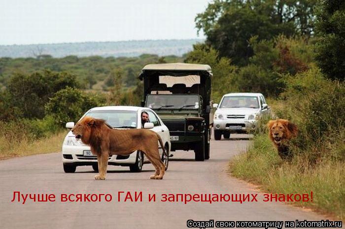 Лучше всякого ГАИ и запрещающих знаков!... Котоматрица: Лучше всякого ГАИ и запрещающих знаков!
