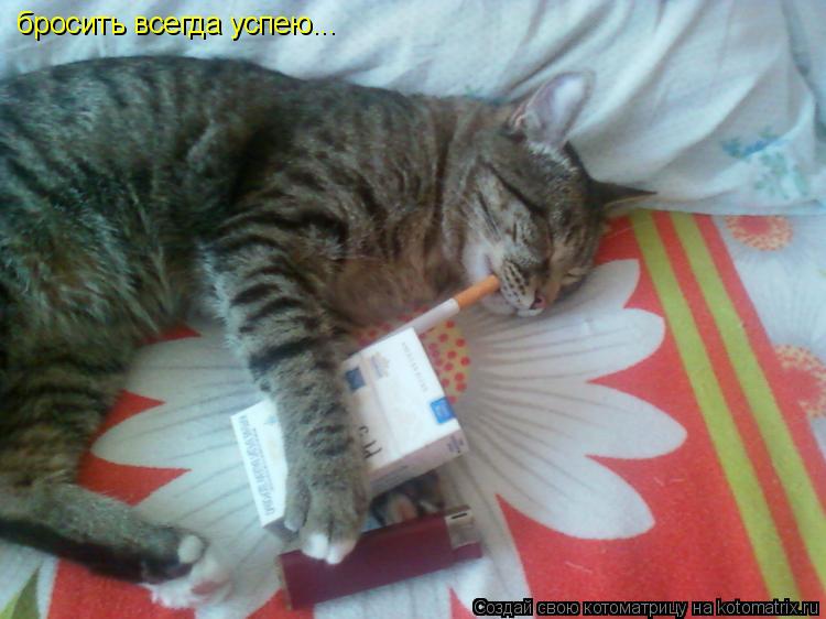 бросить всегда успею...... Котоматрица: бросить всегда успею...