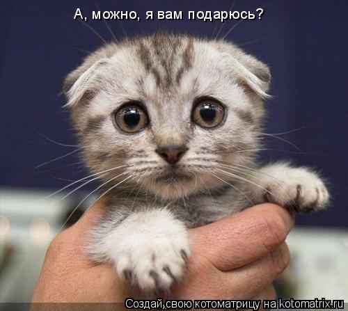 А, можно, я вам подарюсь?... Котоматрица: А, можно, я вам подарюсь?