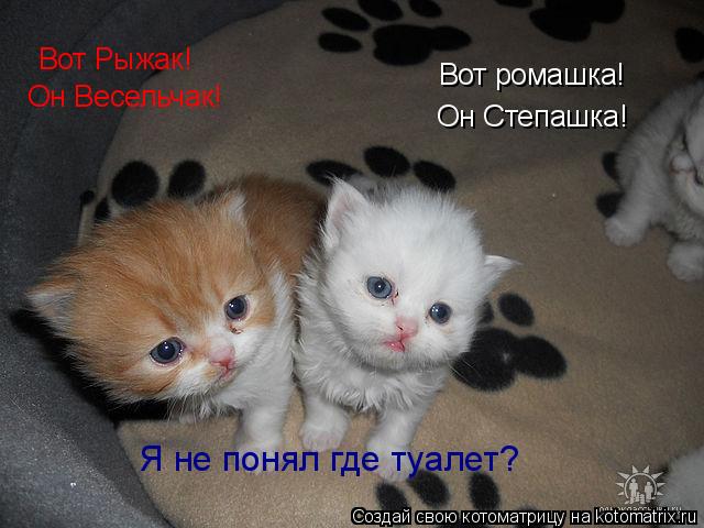 Вот ромашка! Он Степашка! Вот Рыжак! Он Весельчак! Я не понял где туалет?... Котоматрица: Вот ромашка! Он Степашка! Вот Рыжак! Он Весельчак! Я не понял где туалет?