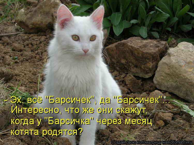 - Эх, всё "Барсичек", да "Барсичек"... Интересно, что же они скажут, когда у "Барсичка" через месяц к... Котоматрица: - Эх, всё "Барсичек", да "Барсичек"... Интересно, что же они скажут, когда у "Барсичка" через месяц котята родятся?