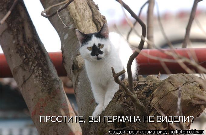 ПРОСТИТЕ, ВЫ ГЕРМАНА НЕ ВИДЕЛИ?... Котоматрица: ПРОСТИТЕ, ВЫ ГЕРМАНА НЕ ВИДЕЛИ?