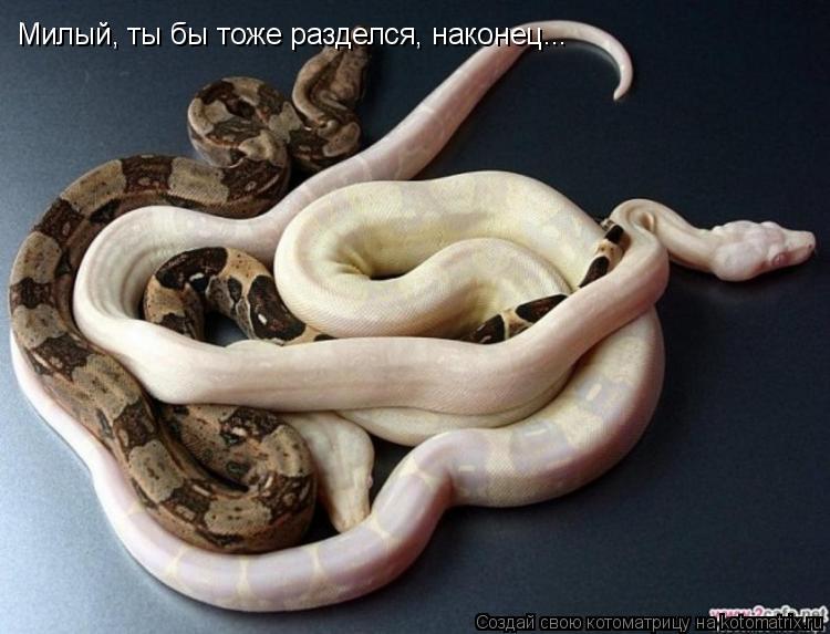 Милый, ты бы тоже разделся, наконец...... Котоматрица: Милый, ты бы тоже разделся, наконец...