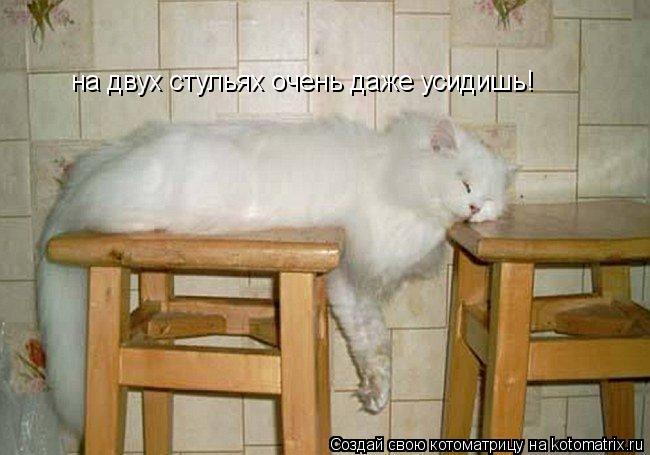 на двух стульях очень даже усидишь!... Котоматрица: на двух стульях очень даже усидишь!
