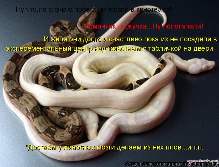 -Ну что,по случаю побега поползли в кинотеатр? -Романтик ты,жучка...Ну попотапали! И жили они долго и... Котоматрица: -Ну что,по случаю побега поползли в кинотеатр? -Романтик ты,жучка...Ну попотапали! И жили они долго и счастливо,пока их не посадили в эксперем
