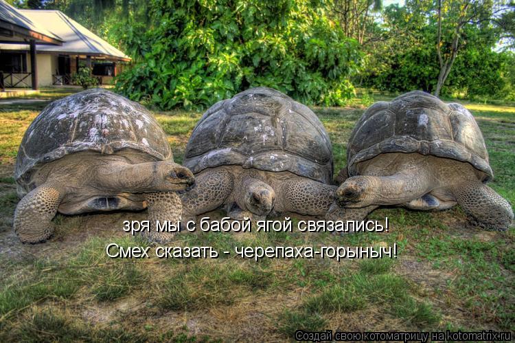 зря мы с бабой ягой связались! Смех сказать - черепаха-горыныч!... Котоматрица: зря мы с бабой ягой связались! Смех сказать - черепаха-горыныч!