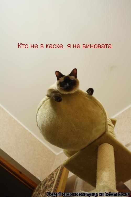 Кто не в каске, я не виновата.... Котоматрица: Кто не в каске, я не виновата.