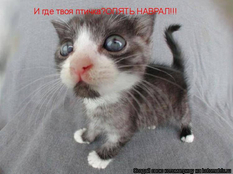 И где твоя птичка?ОПЯТЬ НАВРАЛ!!!... Котоматрица: И где твоя птичка?ОПЯТЬ НАВРАЛ!!!