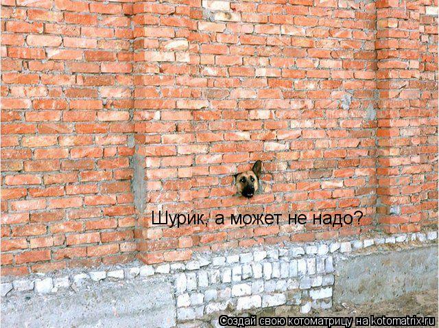 Шурик, а может не надо?... Котоматрица: Шурик, а может не надо?