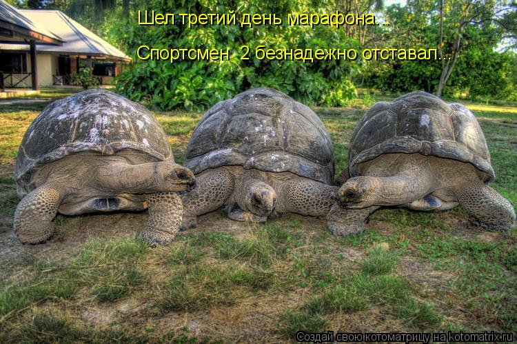 Шел третий день марафона... Спортсмен №2 безнадежно отставал...... Котоматрица: Шел третий день марафона... Спортсмен №2 безнадежно отставал...