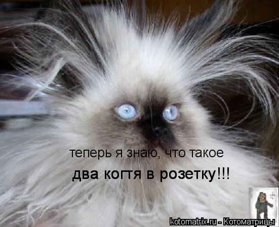 теперь я знаю, что такое два когтя в розетку!!! два когтя в розетку!!!... Котоматрица: теперь я знаю, что такое два когтя в розетку!!! два когтя в розетку!!!