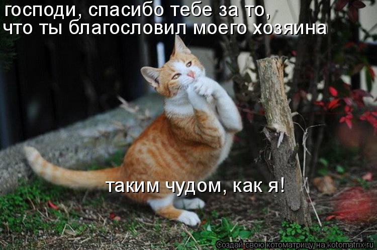 господи, спасибо тебе за то, что ты благословил моего хозяина таким чудом, как я!... Котоматрица: господи, спасибо тебе за то, что ты благословил моего хозяина таким чудом, как я!