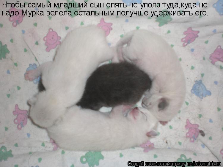 Чтобы самый младший сын опять не уполз туда,куда не надо,Мурка велела остальным получше удерживать ег... Котоматрица: Чтобы самый младший сын опять не уполз туда,куда не надо,Мурка велела остальным получше удерживать его.