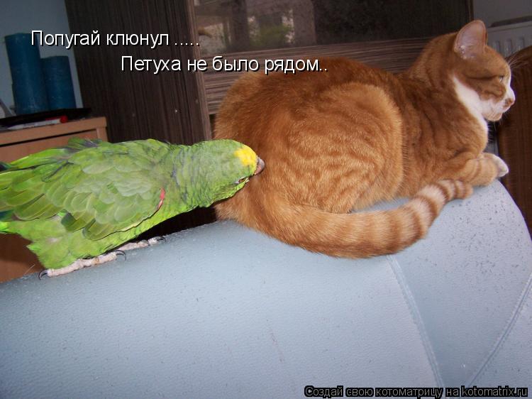 Попугай клюнул ..... Петуха не было рядом..... Котоматрица: Попугай клюнул ..... Петуха не было рядом..