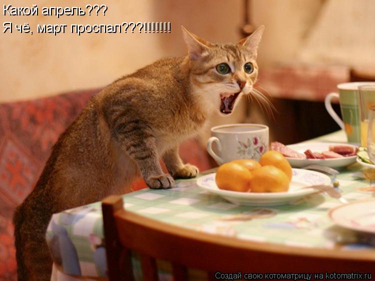 Какой апрель??? Я чё, март проспал???!!!!!!!... Котоматрица: Какой апрель??? Я чё, март проспал???!!!!!!!