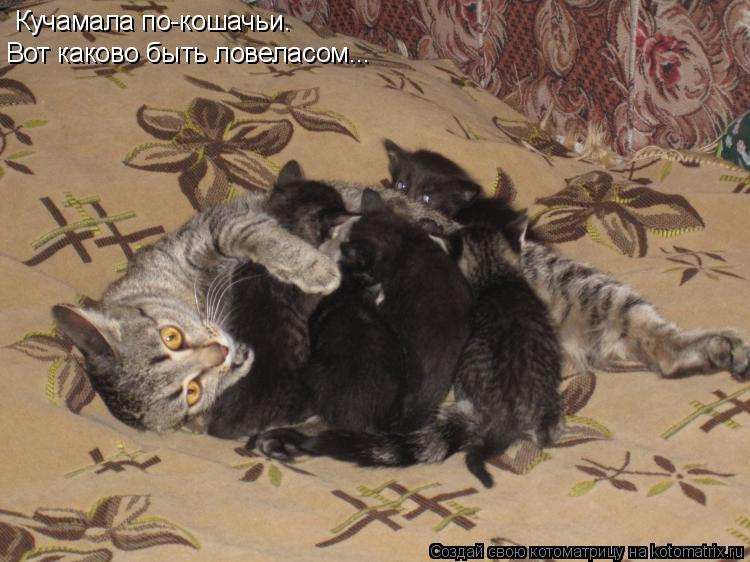 Котоматрица: Кучамала по-кошачьи. Вот каково быть ловеласом...